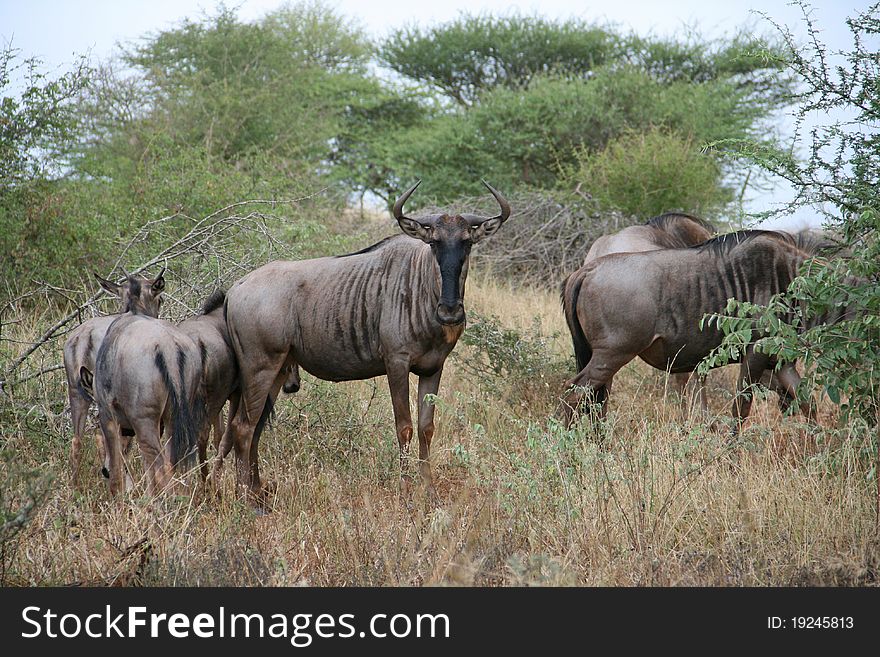 Wildebeest grazing