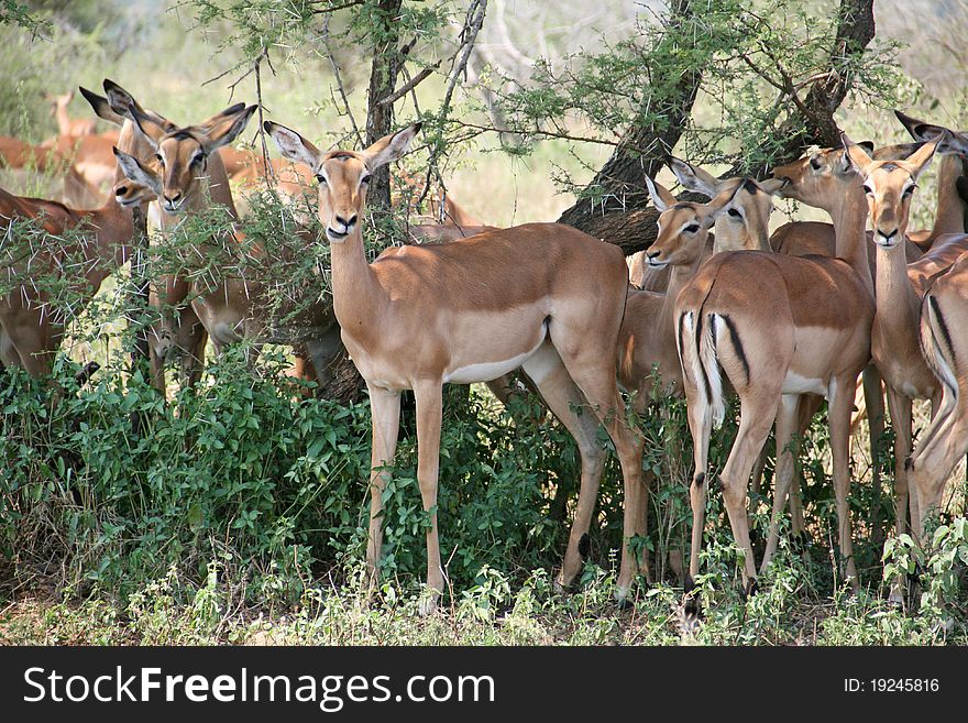 Impalas grazing