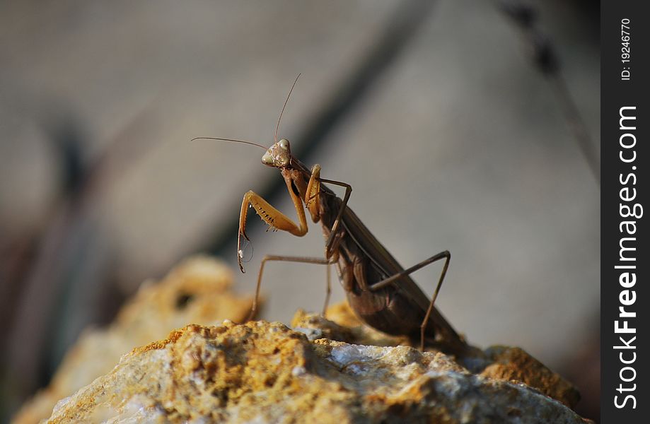 Large praying mantis sitting on a stone and looks into the camera