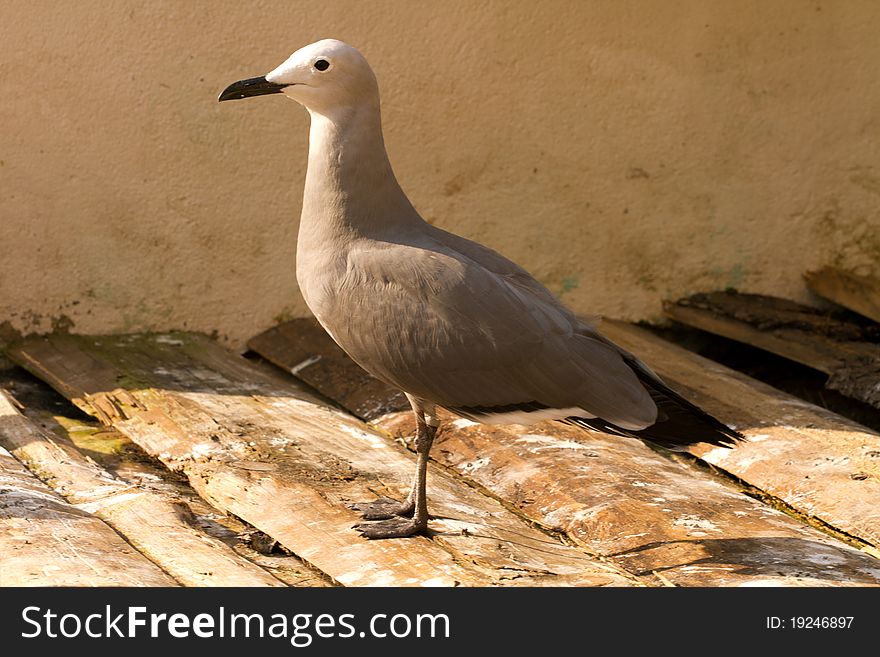 Bird At The Sea