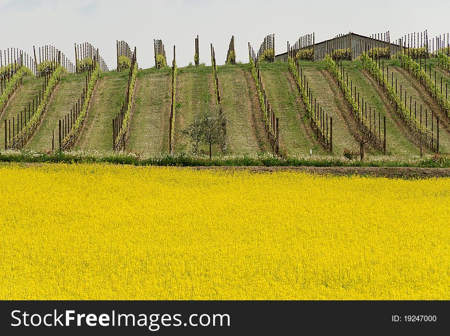 Field of yellow flowers in spring hill vineyards. Field of yellow flowers in spring hill vineyards