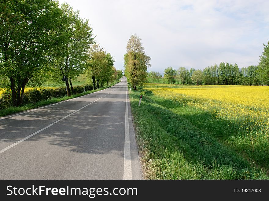 Road surrounded by yellow flowers in Solferino in Veneto. Road surrounded by yellow flowers in Solferino in Veneto