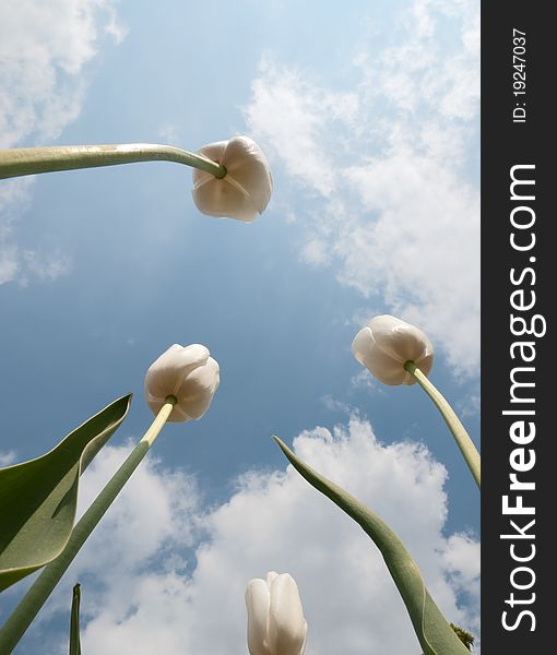 Sky blue and white tulips in spring