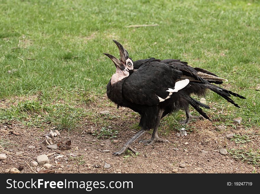 The southern ground hornbill with the wide open bill.