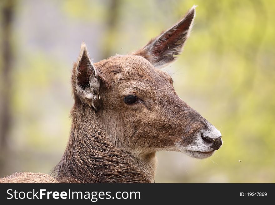 The detail of white-lipped deer.