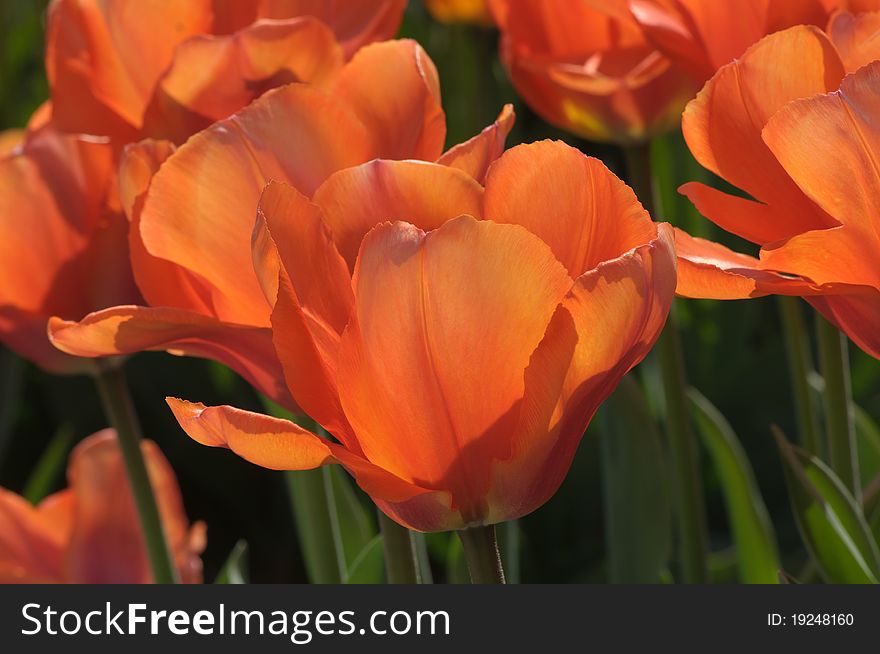 Field with orange tulips in a botanical garden