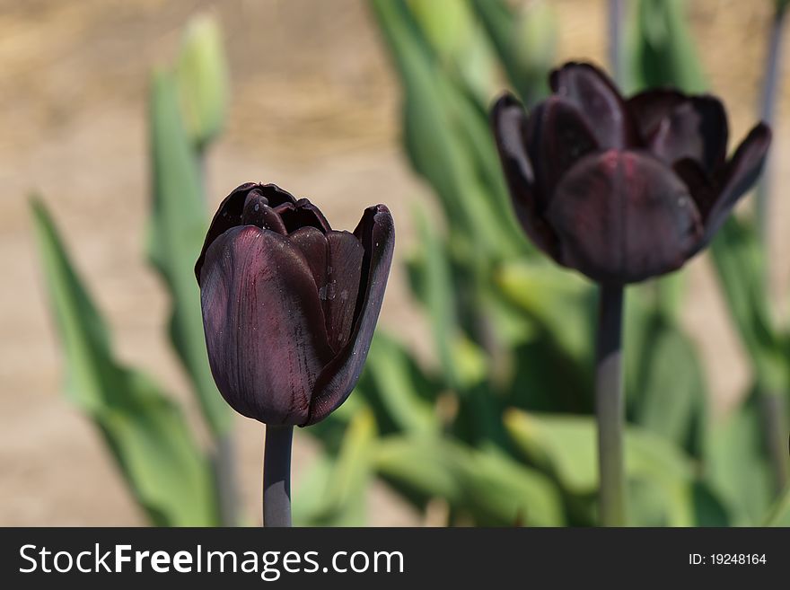 Darwin black beauty tulip in a botanical garden. Darwin black beauty tulip in a botanical garden
