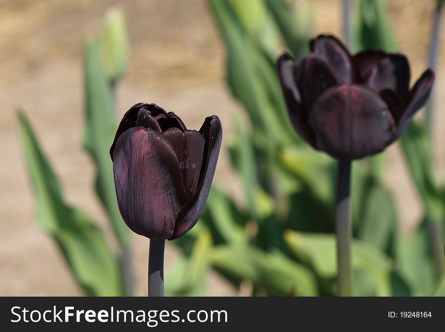 Black Tulips