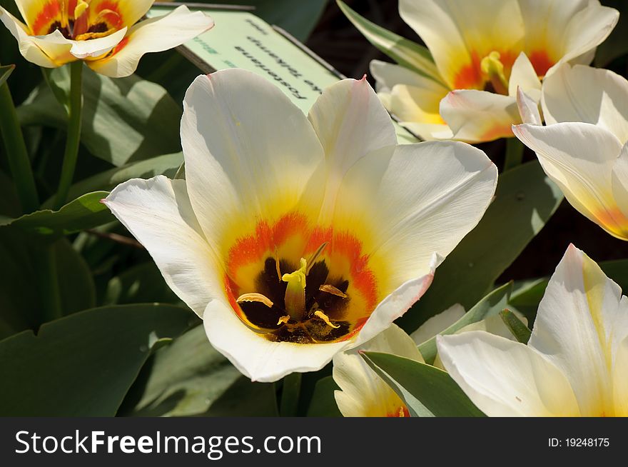 White tulips with orange and yellow colours