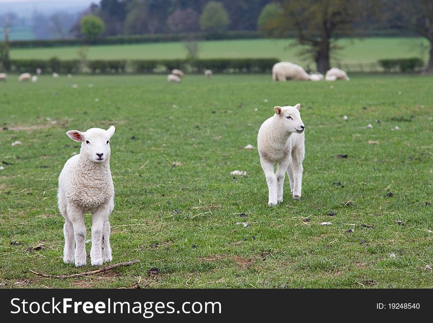 Two young spring lambs posing. Two young spring lambs posing
