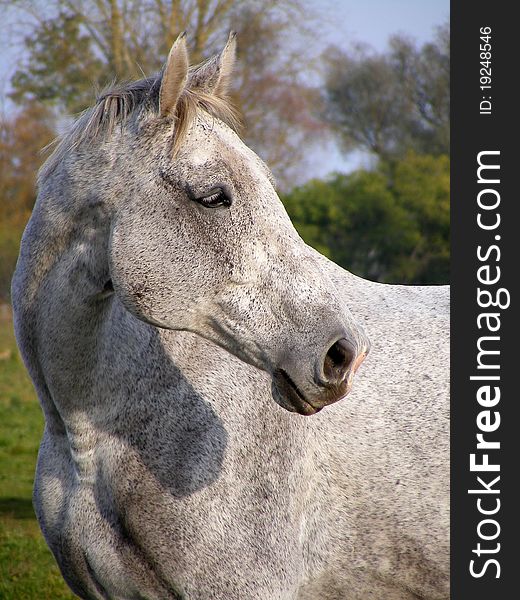 Gray horse portarit made outside. Gray horse portarit made outside