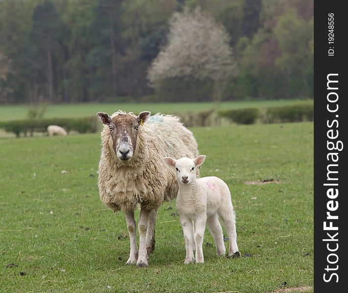A ewe with her young lamb. A ewe with her young lamb