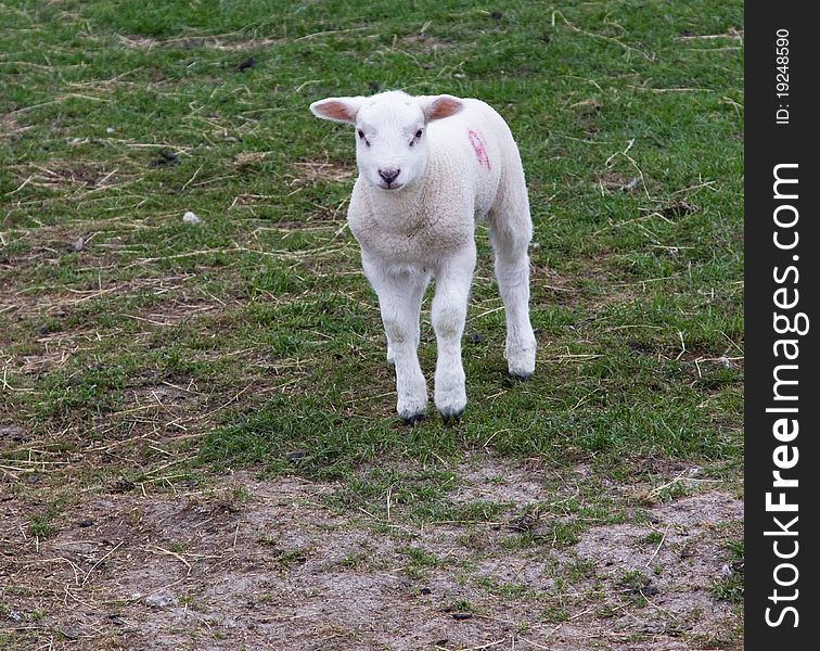 An inquisitive young spring lamb. An inquisitive young spring lamb