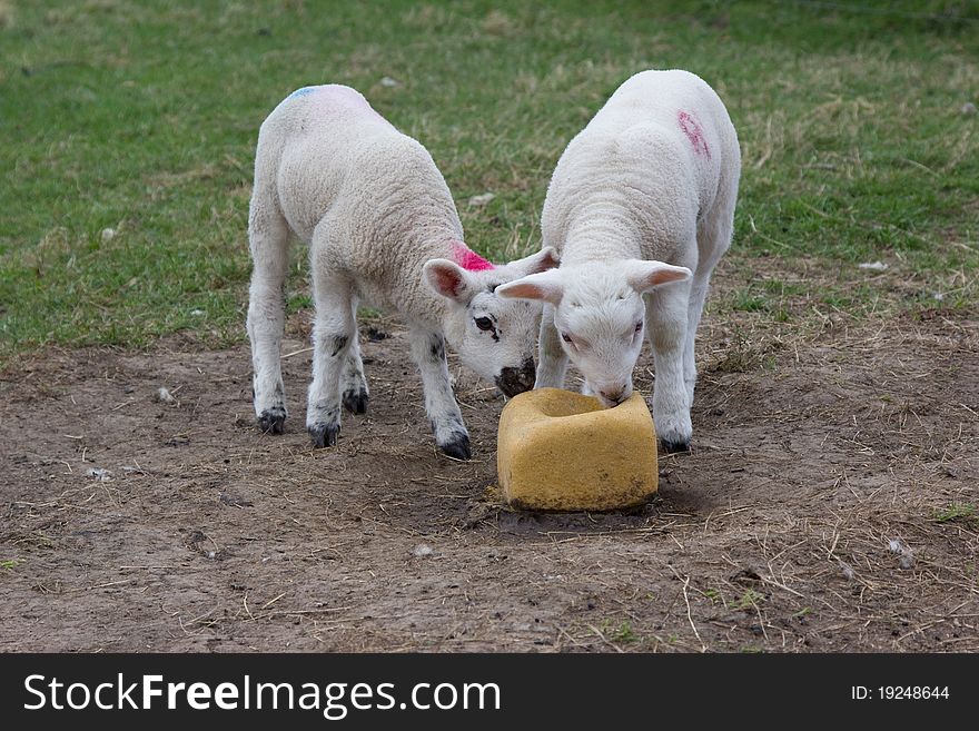 Two young spring lambs exploring objects in their surroundings. Two young spring lambs exploring objects in their surroundings