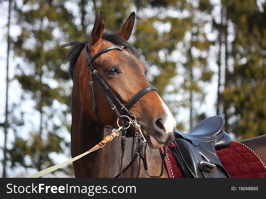 Bay latvian horse portrait with bridle and saddle. Bay latvian horse portrait with bridle and saddle