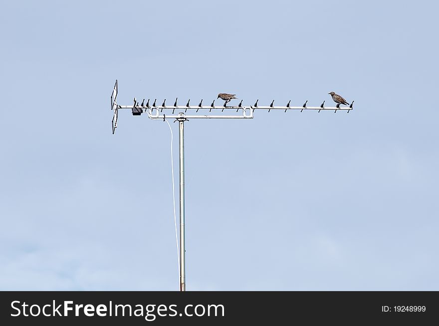 Two European Starlings on a TV antenna