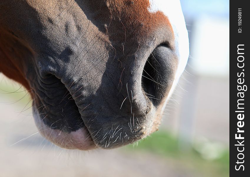 Close-up of a horse muzzle in profile II.