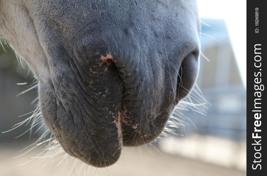 Close-up of a horse muzzle profile. Close-up of a horse muzzle profile.