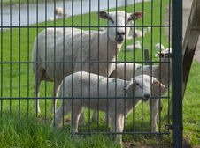 Sheep And Lambs Behind A Fence Royalty Free Stock Photography Sheep And Lambs Behind A Fence Royalty Free Stock Photography