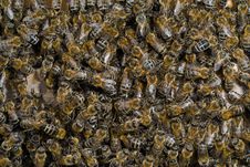 Bees In Hive 7 Royalty Free Stock Images