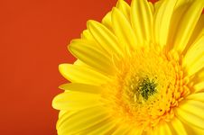 Background With Beautiful Yellow Gerber Flower Stock Image Background With Beautiful Yellow Gerber Flower Stock Image