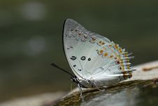 Butterfly  (Jewelled Nawab) Royalty Free Stock Image