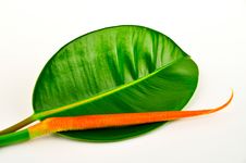 Rubber Tree Leaf. Stock Image Rubber Tree Leaf. Stock Image