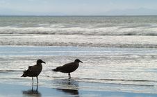 Two Seagulls Royalty Free Stock Photos Two Seagulls Royalty Free Stock Photos