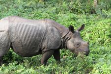 Meal Of A One-Horned Asian Rhinoceros Royalty Free Stock Photography
