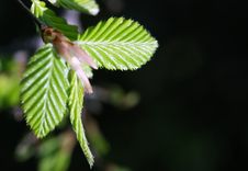 Spring Beech Tree Leaves Stock Photography