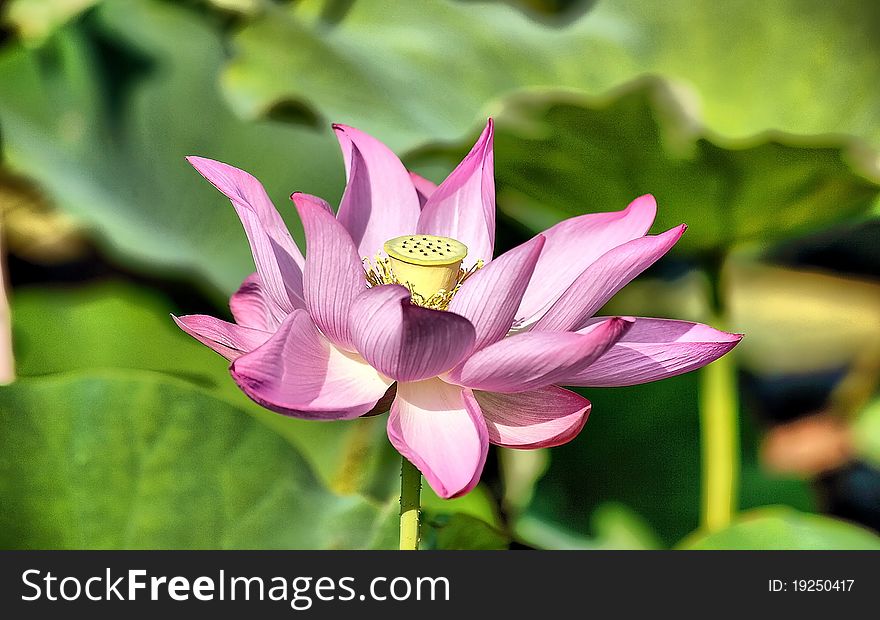 Pink Lotus Flower bloom singly