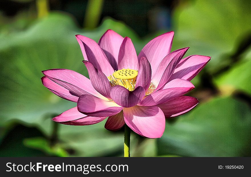 Pink Lotus Flower bloom singly