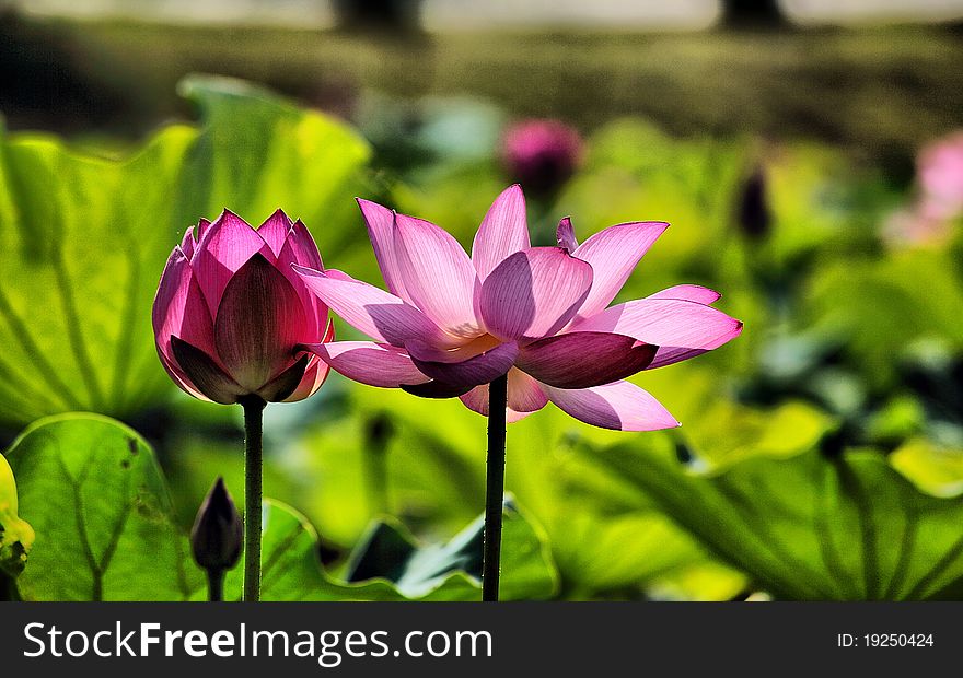 Pink Lotus Flowers bloom gracefully