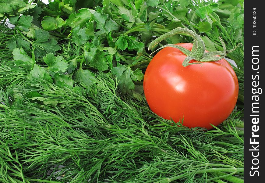 Red tomato on a background parsley and dill. Red tomato on a background parsley and dill