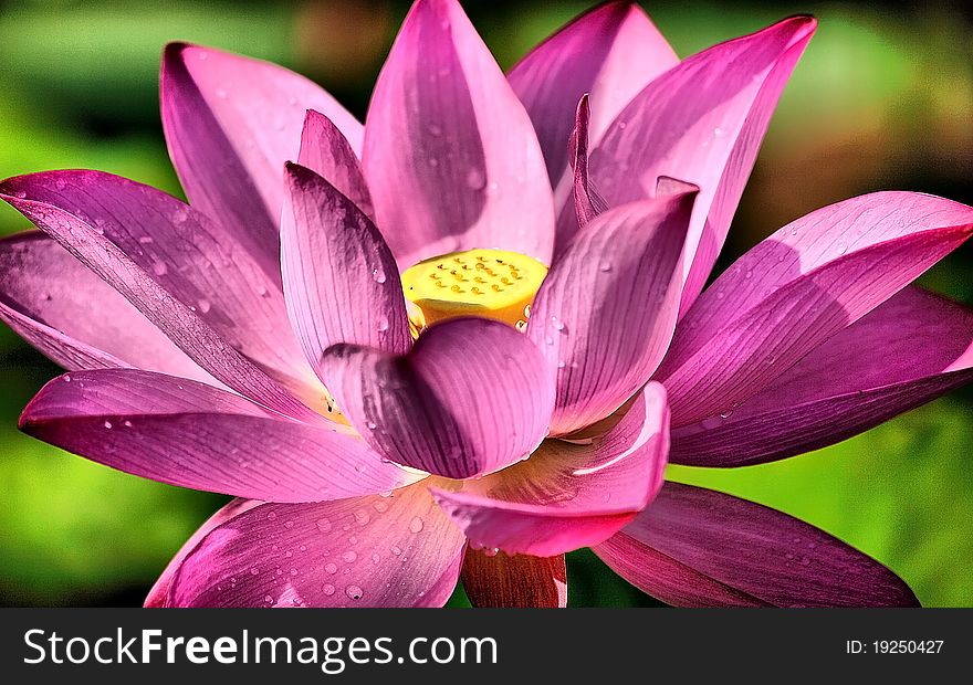 Pink Lotus Flowers bloom brightly