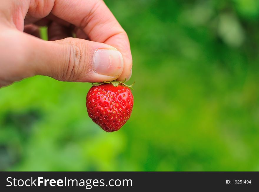 Hand holding single fresh picked red strawberry. Hand holding single fresh picked red strawberry.