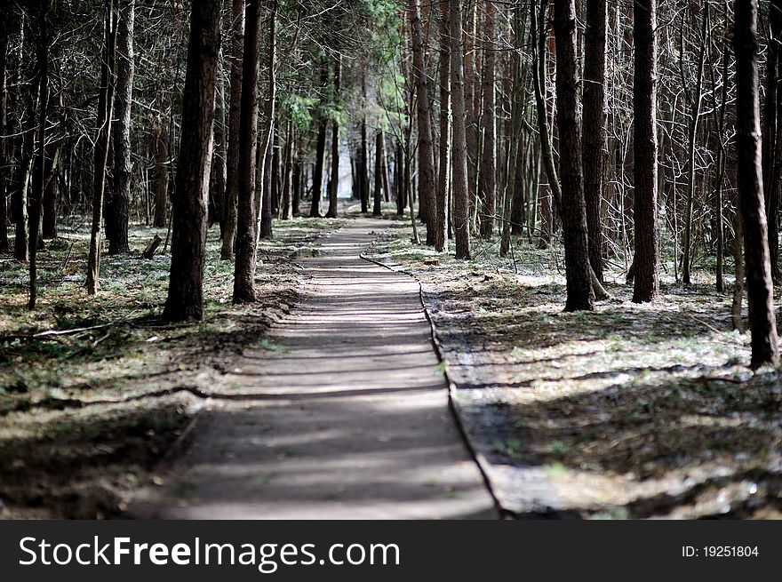 Road in spring forest with sun light on it