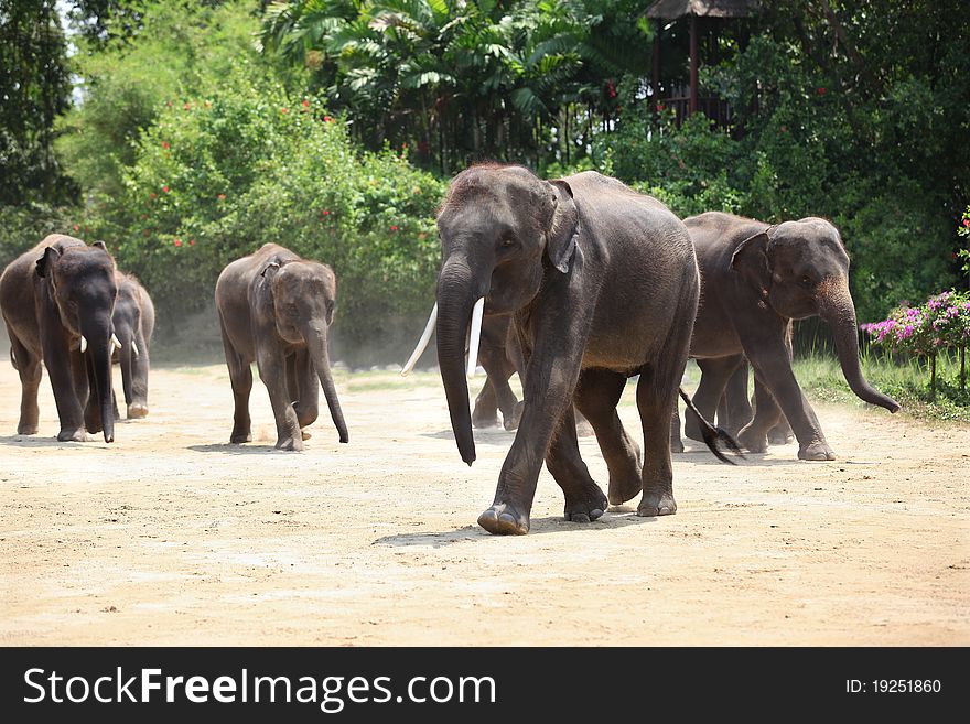 Elephant Herd in the jungle deep