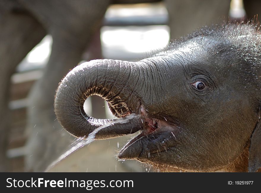 Baby elephant enjoy play water