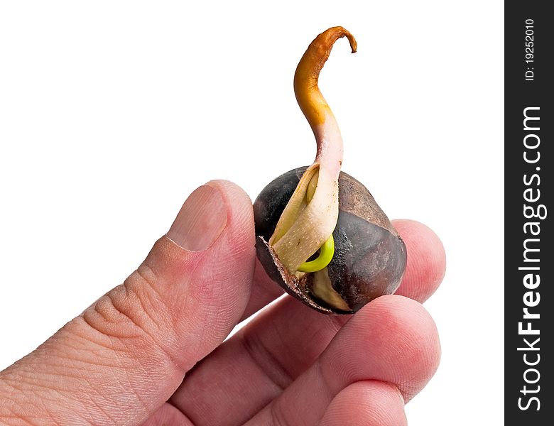 Isolated green sprout chestnut in fingers