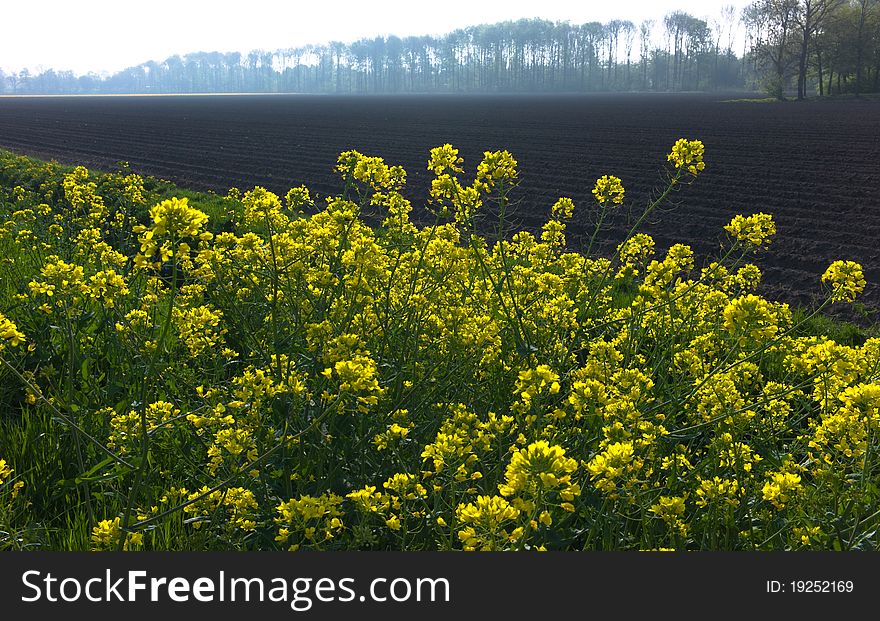 Close-up of oilseed rapeseed field in spring