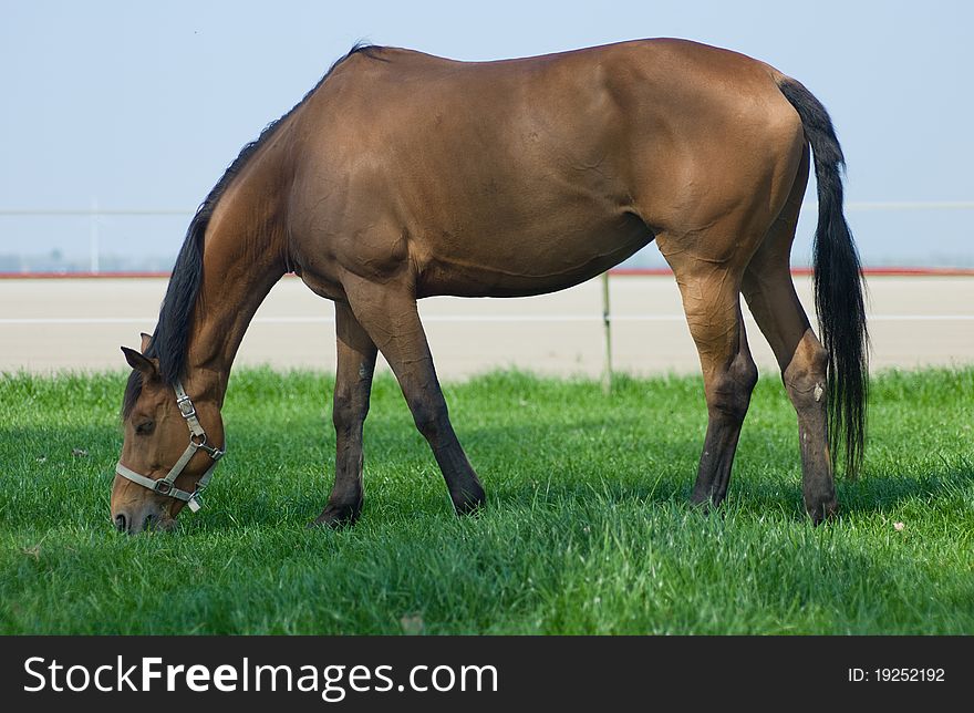 Horse grazing in afresh green pasture