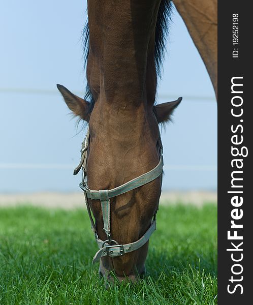 Horse grazing and chewing on grass