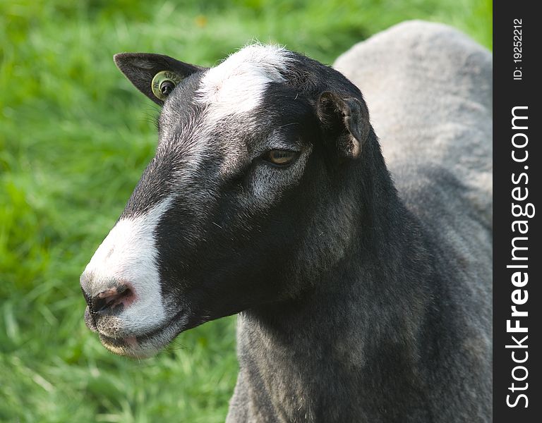 Close-up of the head of a sheep