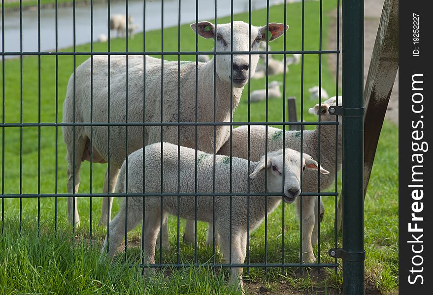 Sheep and lambs behind a fence