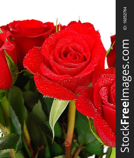 Roses Bouquet Isolated On White Background