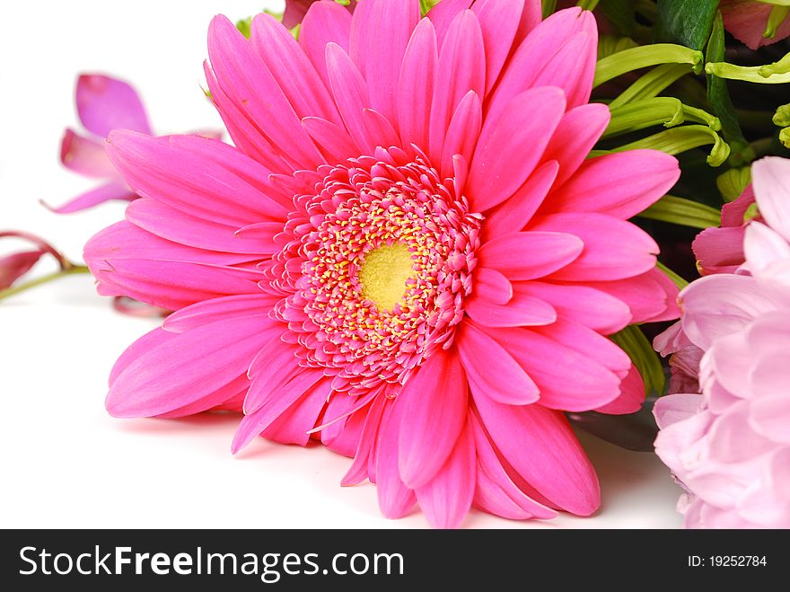 One pink  herbera flower isolated on white background. Close-up. Studio photography. One pink  herbera flower isolated on white background. Close-up. Studio photography.