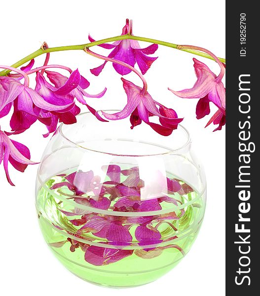 Pink orchid flowers in the glass vase and on white background. Pink orchid flowers in the glass vase and on white background