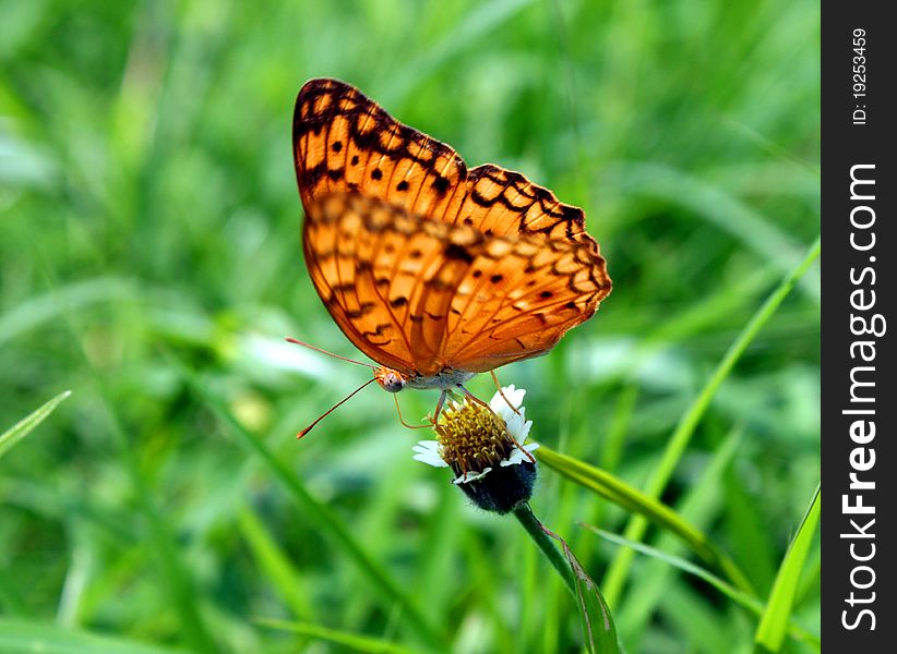 Dotted peach butterfly sips flower's nectar in the meadow. Dotted peach butterfly sips flower's nectar in the meadow.