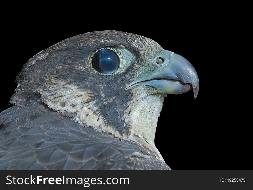 A close up of the head of falcon (Peregrine Falcon). Isolated on black. A close up of the head of falcon (Peregrine Falcon). Isolated on black.